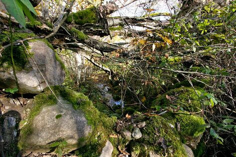 Pöögle/Kuustle veski väljavoolu detail. Foto: E. Kirt, 2011. a.