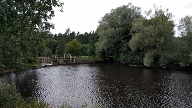 Fail:Tammiku pais2.jpeg