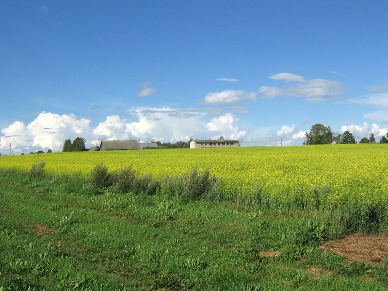 Fail:Ellavere. Vaade põllule.JPG