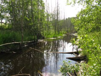 Aitsra veski paisjärve ase 2009. a. Foto: R.V.Veskivaramu