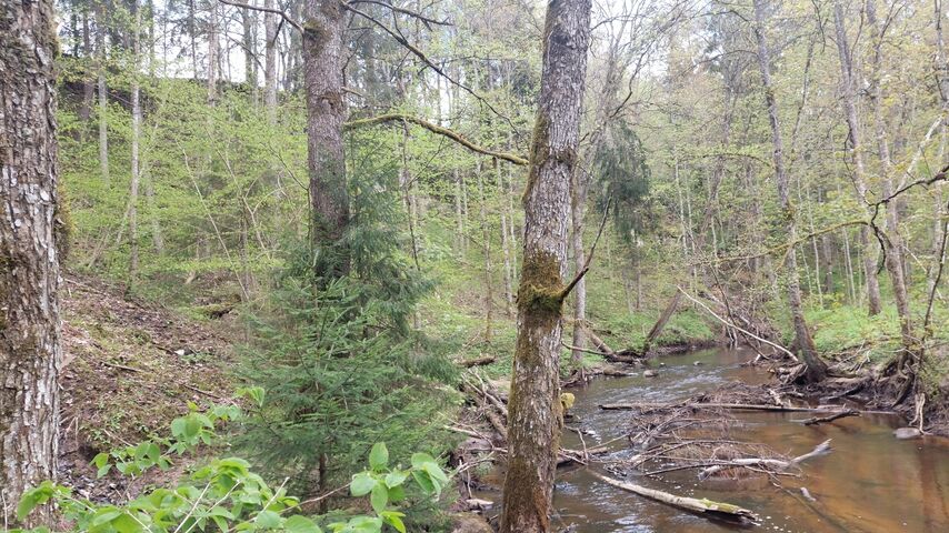 Orjakivi paljand, kaugvaade. 2025, mai. Foto R.V