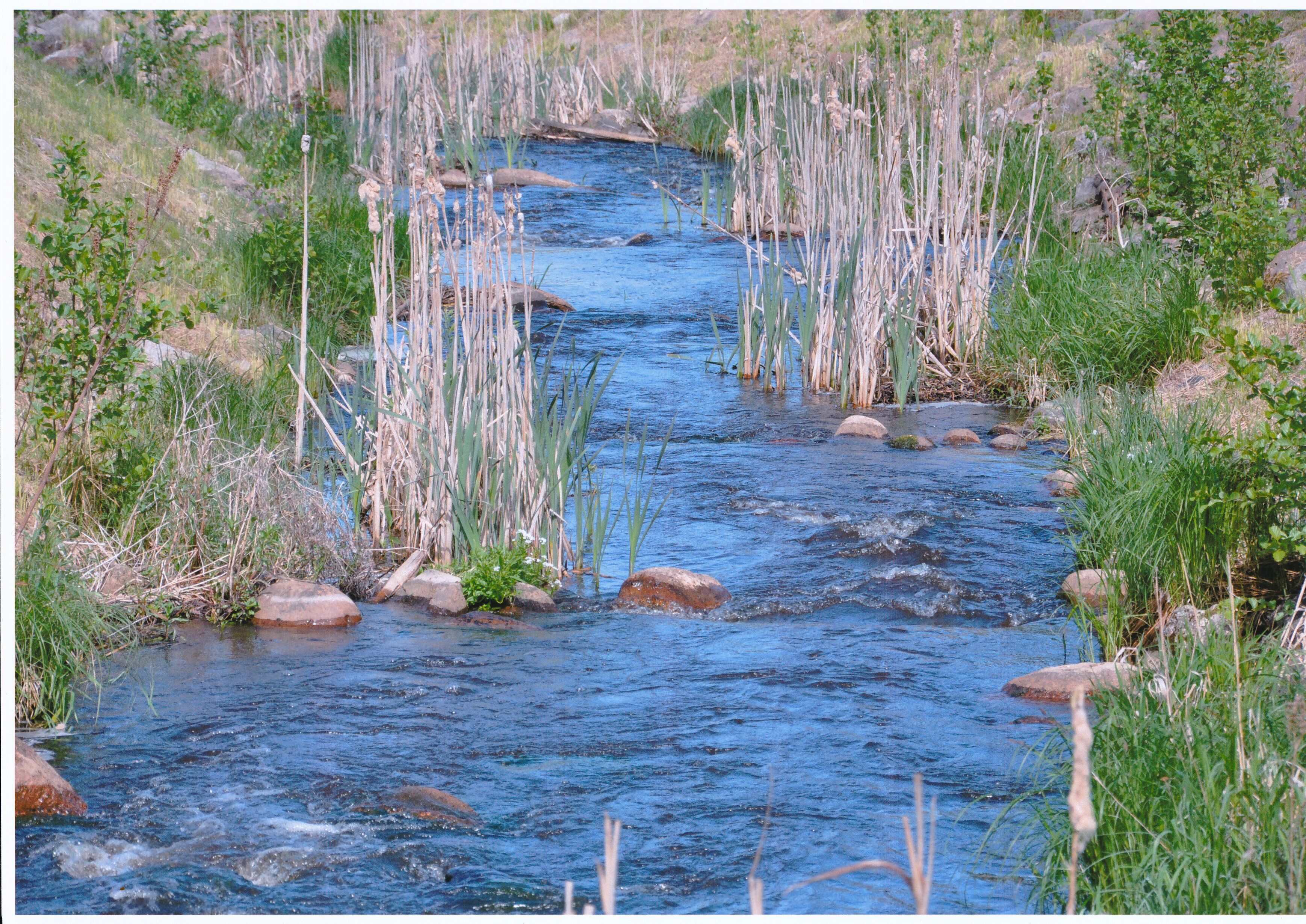 Hundinuiad Tõrva veskipaisu kalapääsul